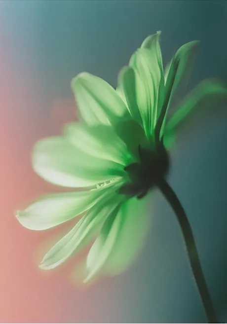 A close up of a flower with a blurry background.