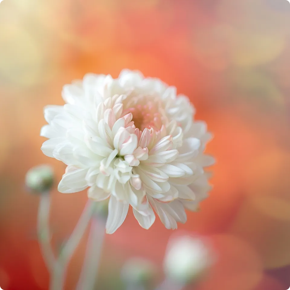 A close up of a white flower on a blurry background.