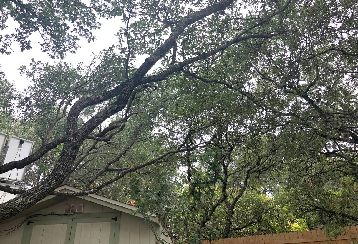 Trimmed tree with ball moss removed
