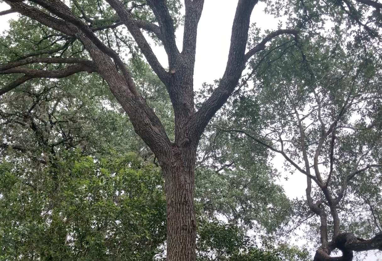 A cared for tree.
