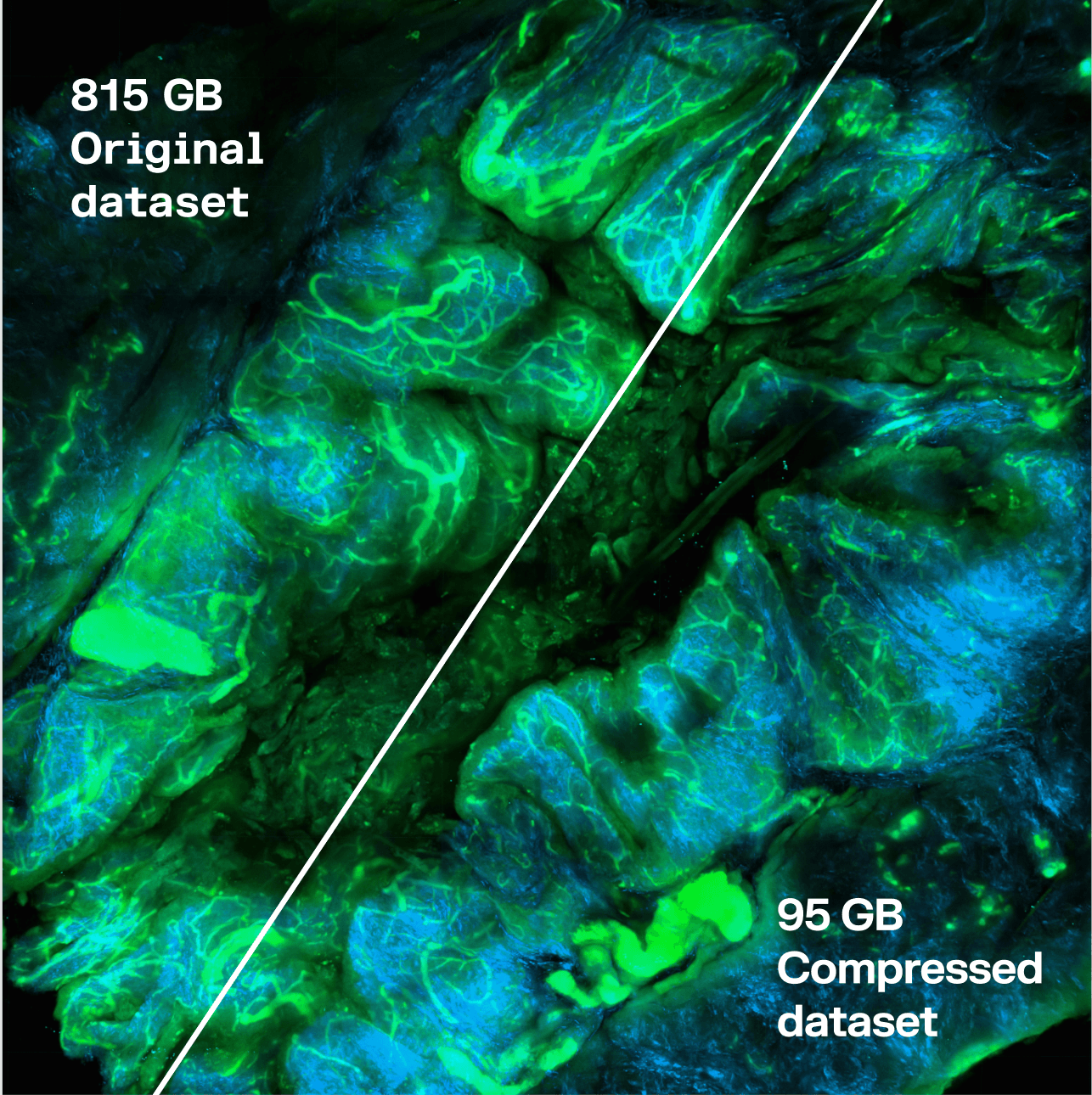 Microscopic image split showing an 815 GB original dataset on the left and 95 GB compressed dataset on the right.