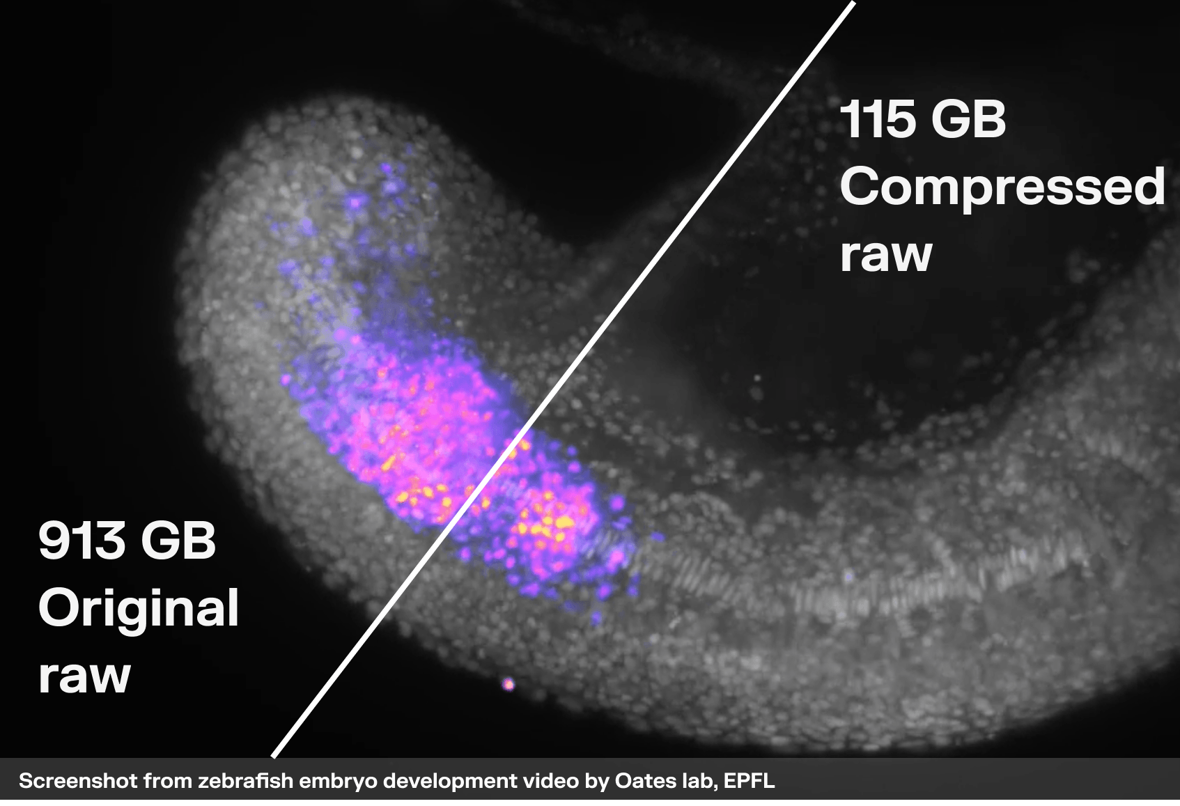Screenshot from zebrafish embryo development video by Oates lab, EPFL