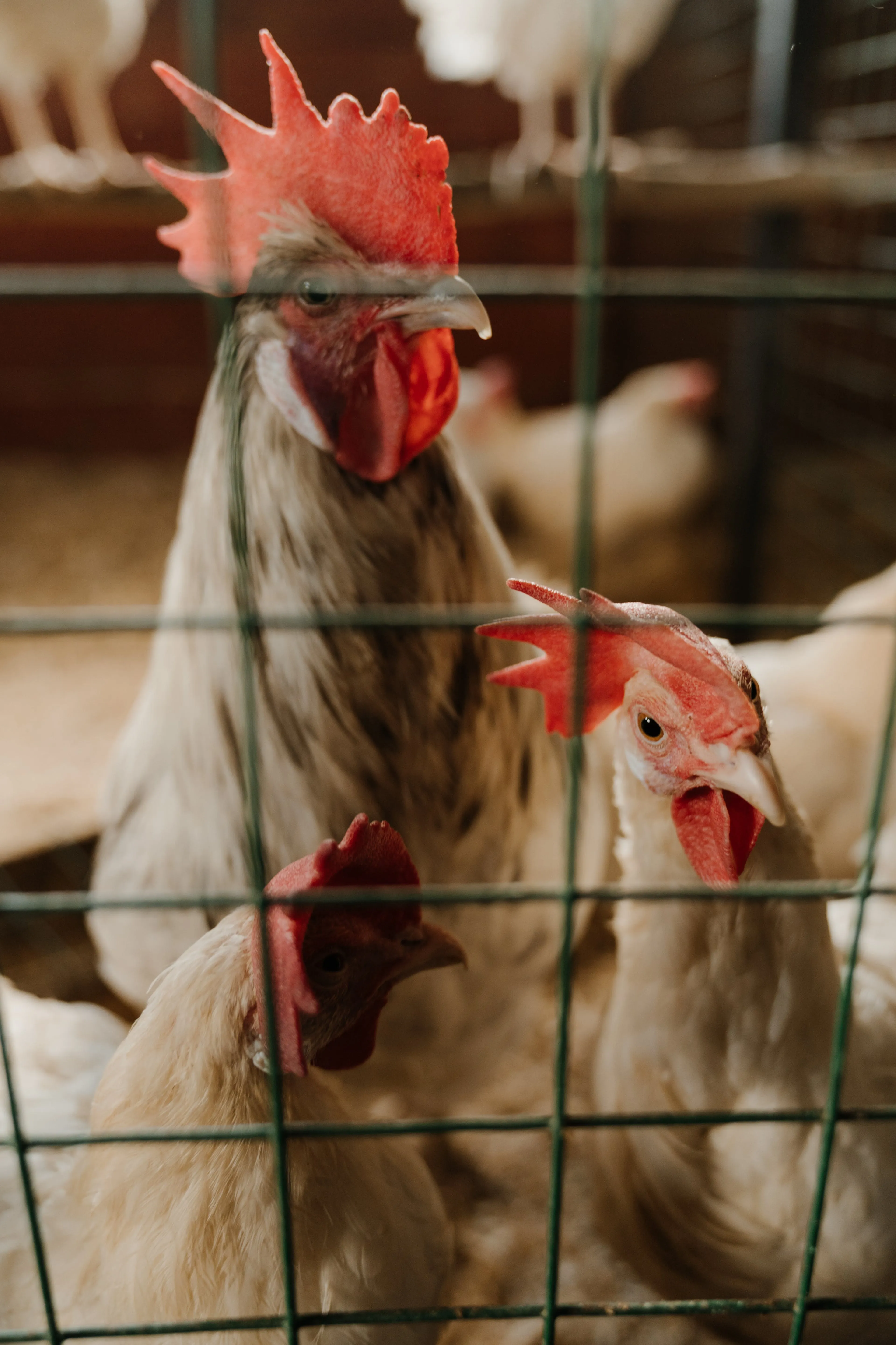 Chicken on the cage