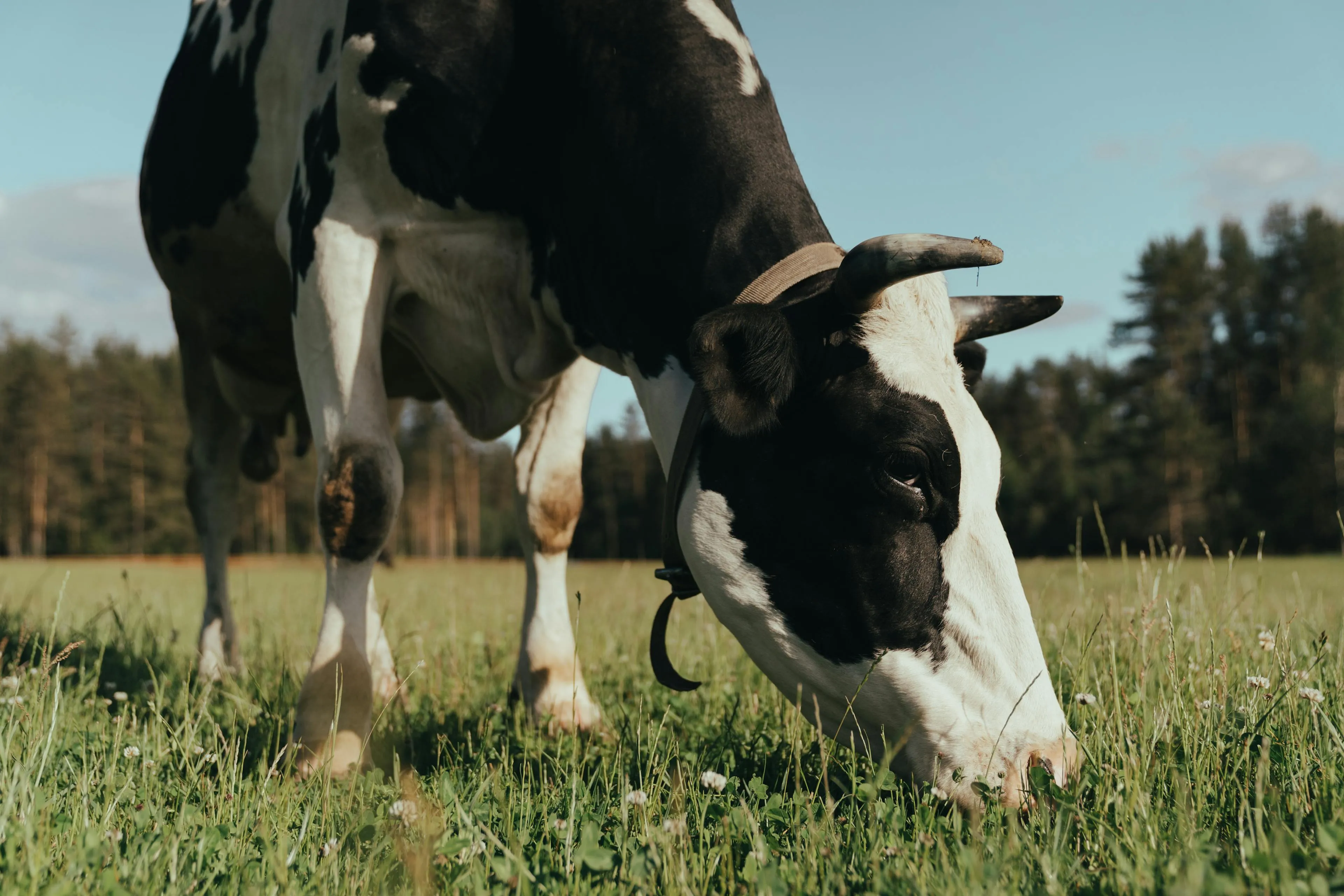Black and white cow with horns grazing in a green grassy field with trees in the background.