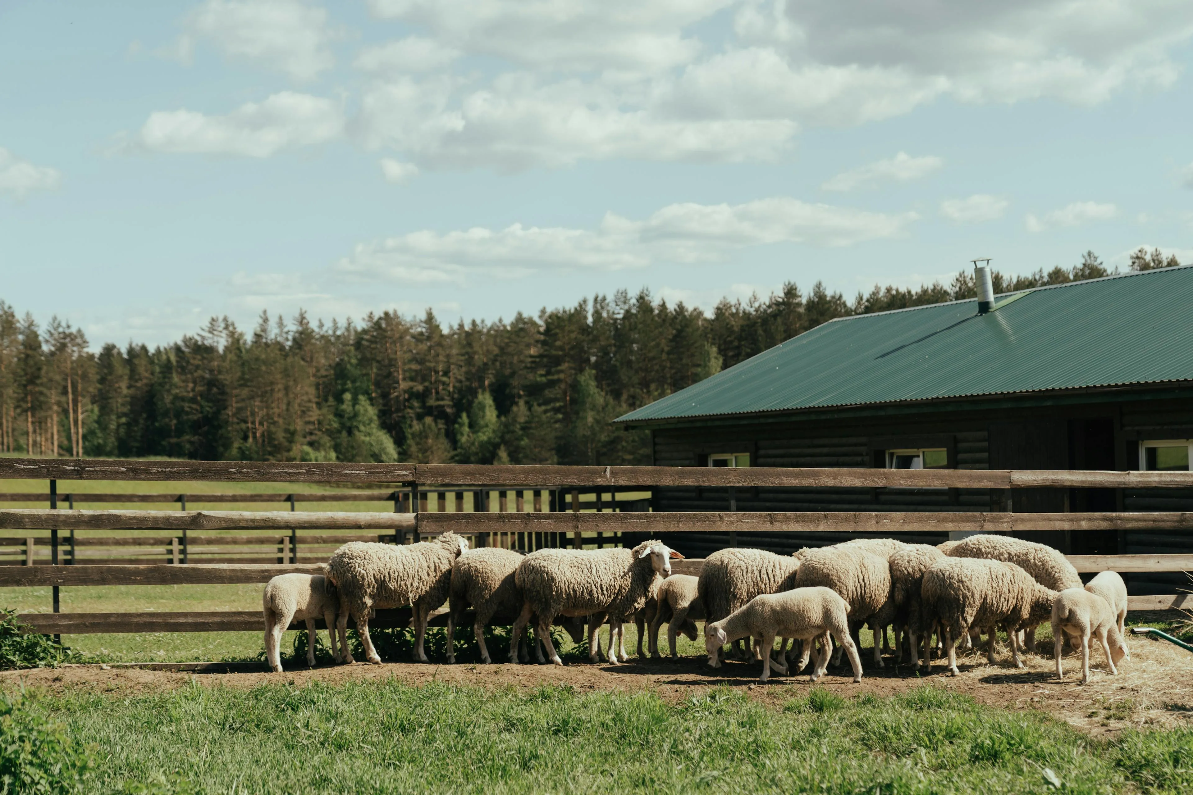 Herd of sheep and lambs standing near a wooden fence with a farmhouse and forest in the background under a partly cloudy sky.