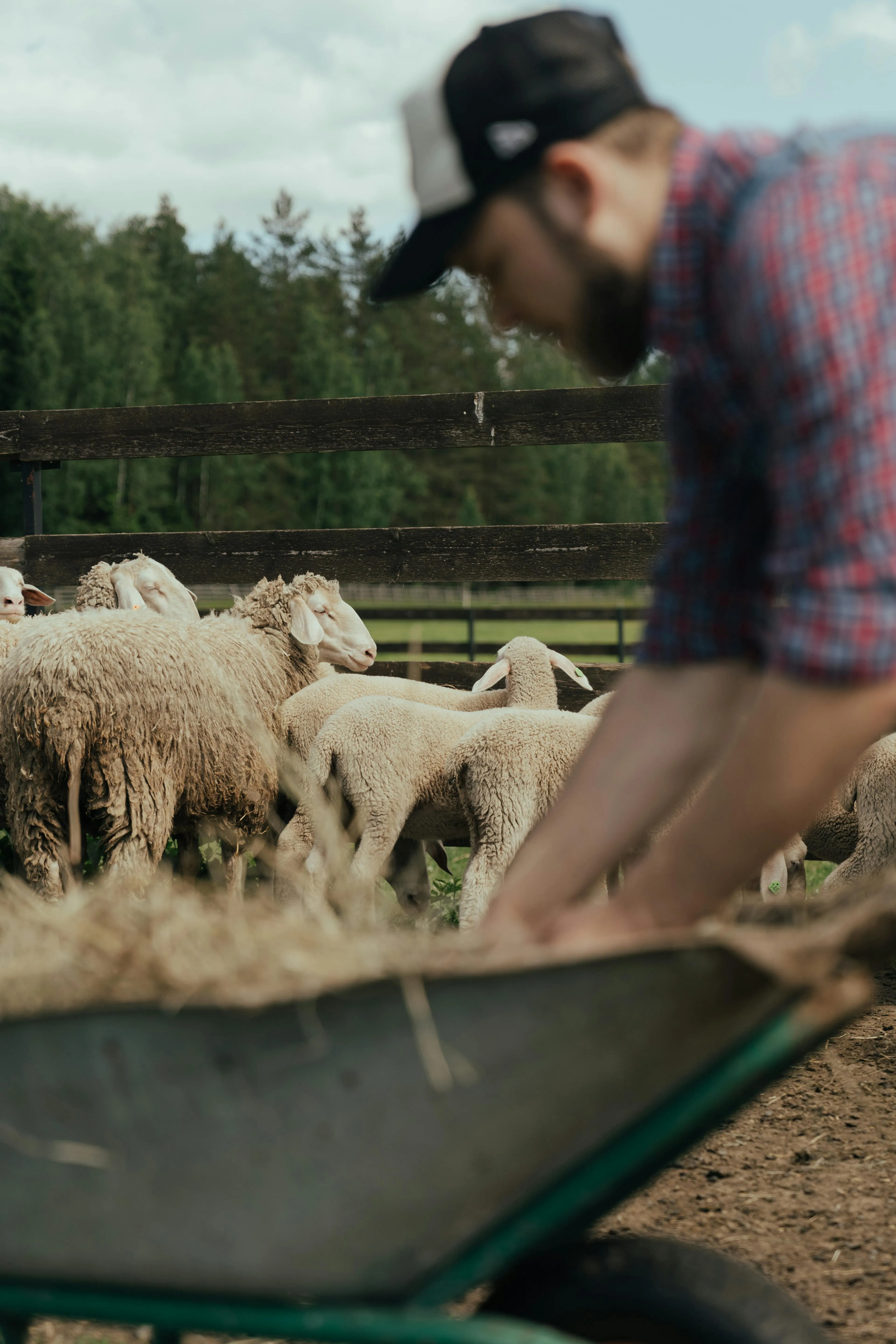 Man wearing a black cap and plaid shirt pushing a wheelbarrow filled with hay near a fenced area with sheep and lambs.
