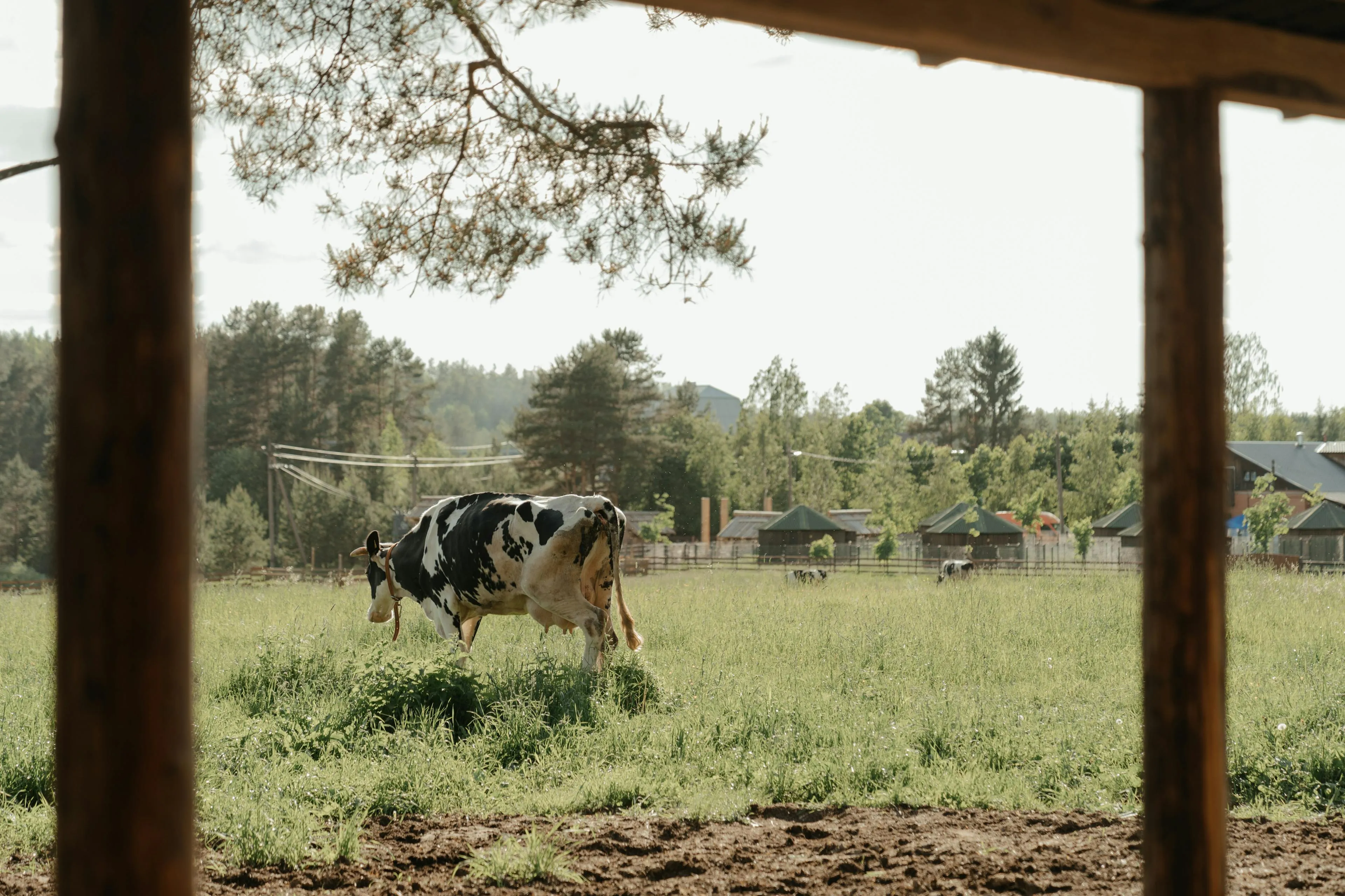Black and white cow grazing in a green pasture with trees and farm buildings in the background.