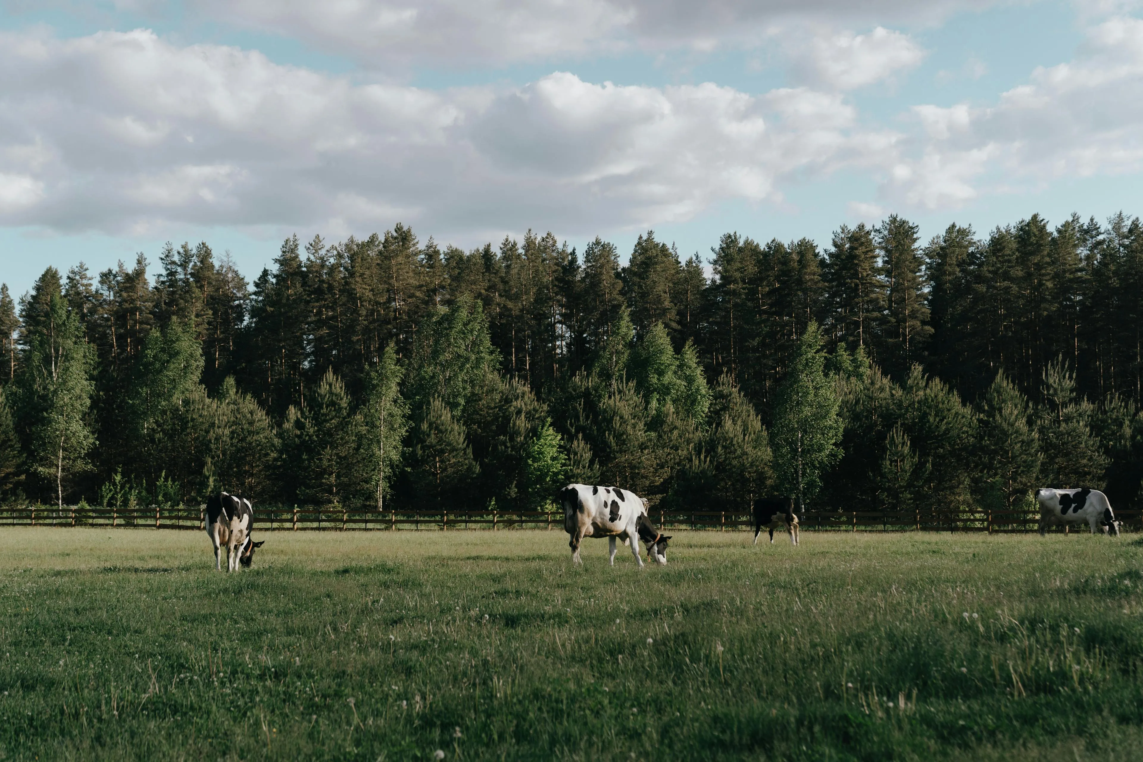 Four black and white cows grazing on a green pasture with a forest and partly cloudy sky in the background.