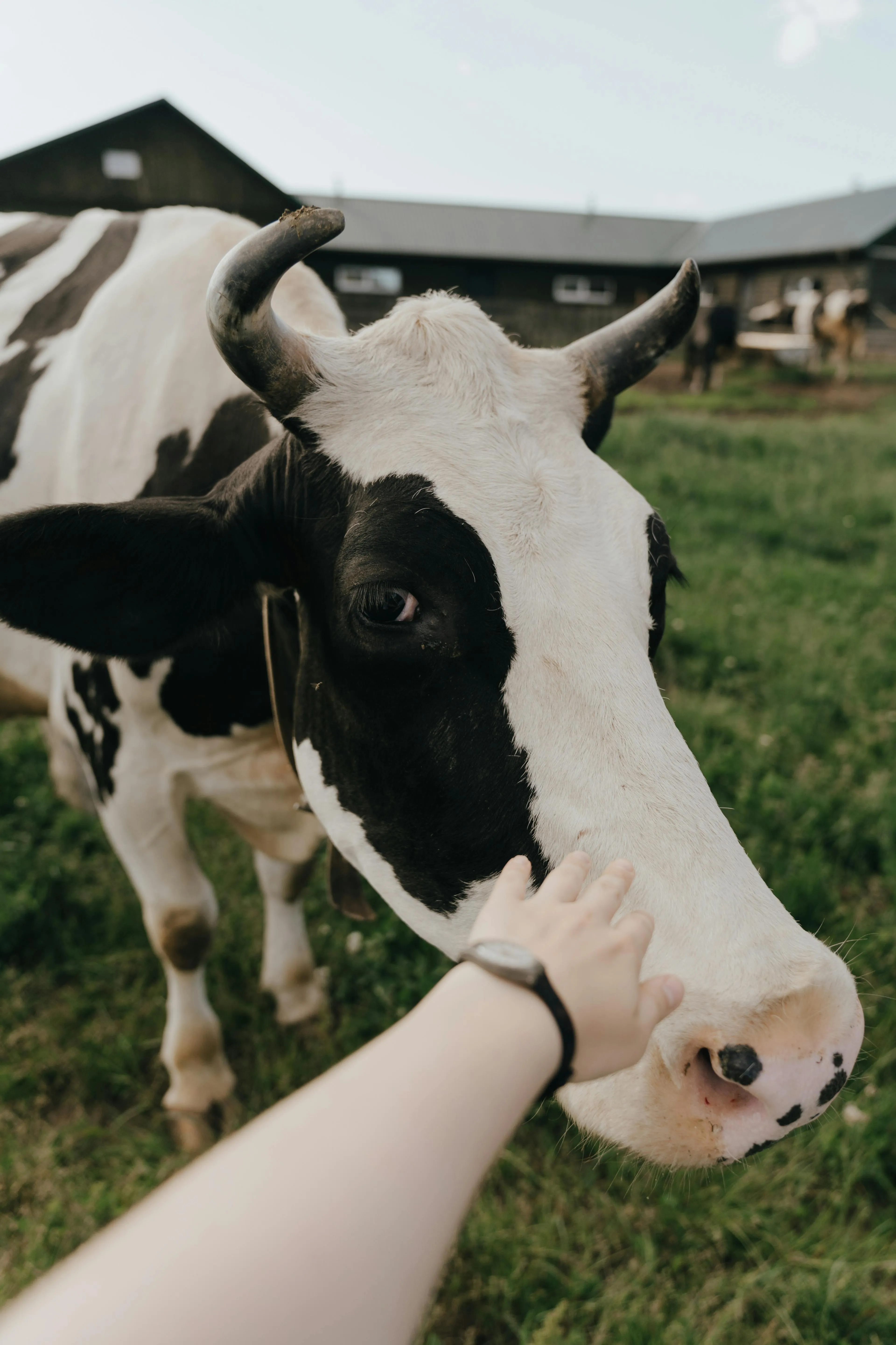 Close-up of a black and white cow being gently touched on the nose by a person’s hand in a grassy farm setting.