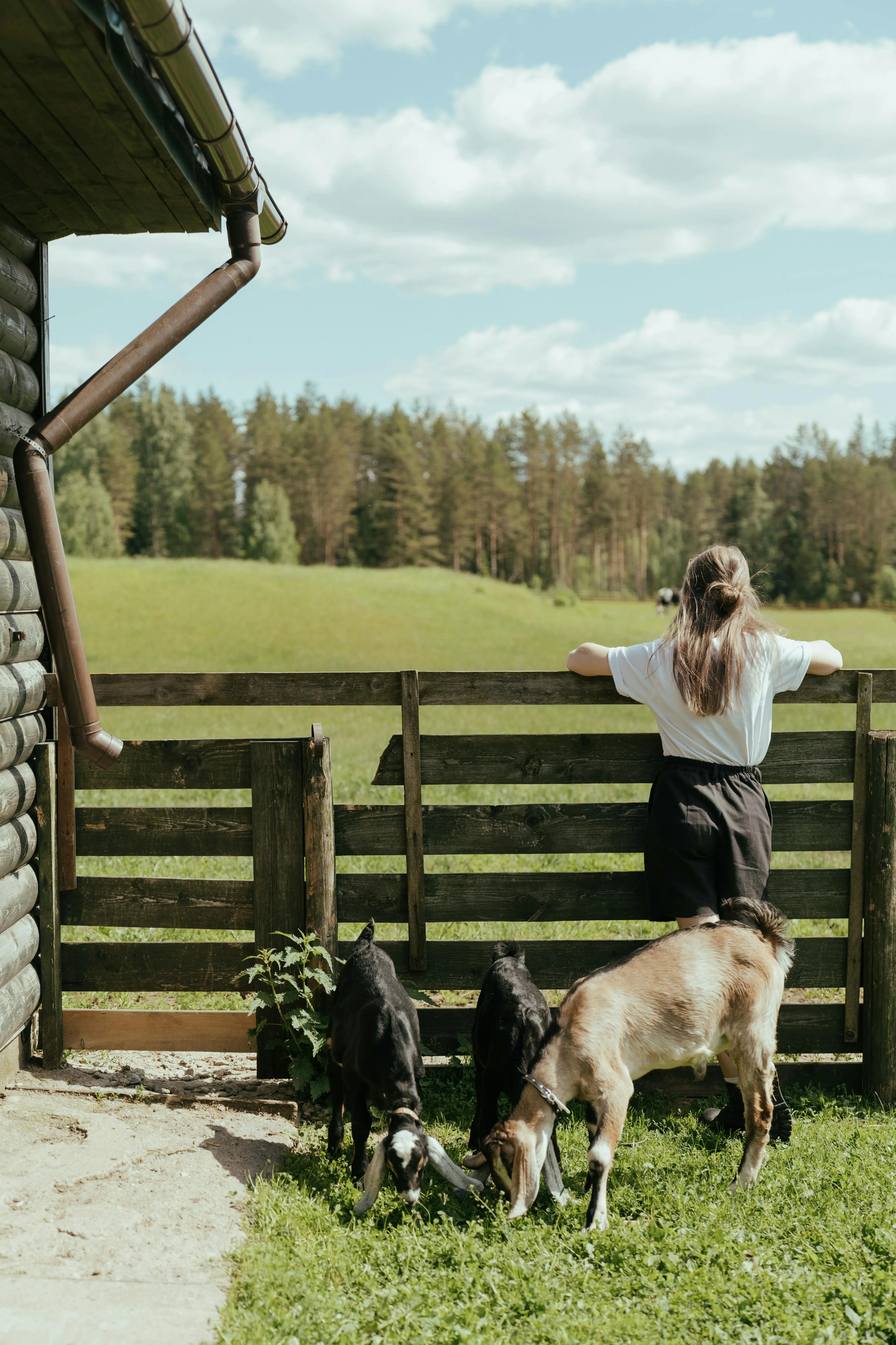 Person in a white shirt and black shorts leaning on a wooden fence, watching three goats grazing on green grass near a log cabin with forest in the background.