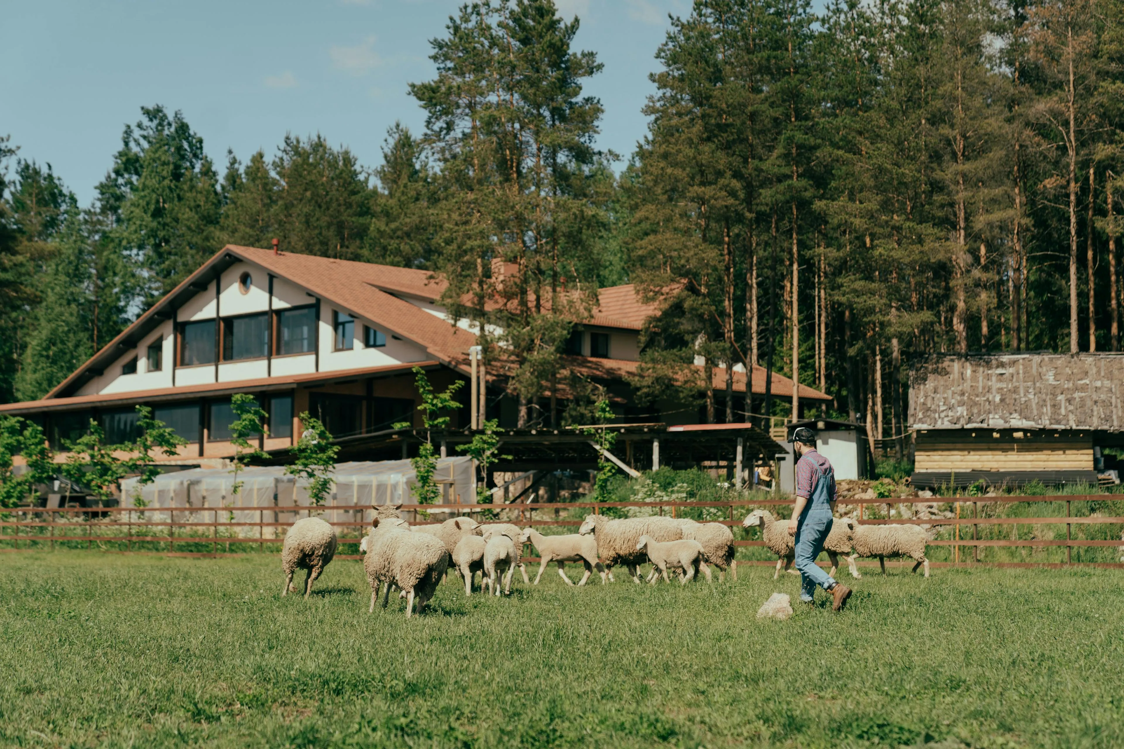 Person in overalls walking near a flock of sheep in a grassy field with a house and forest in the background.