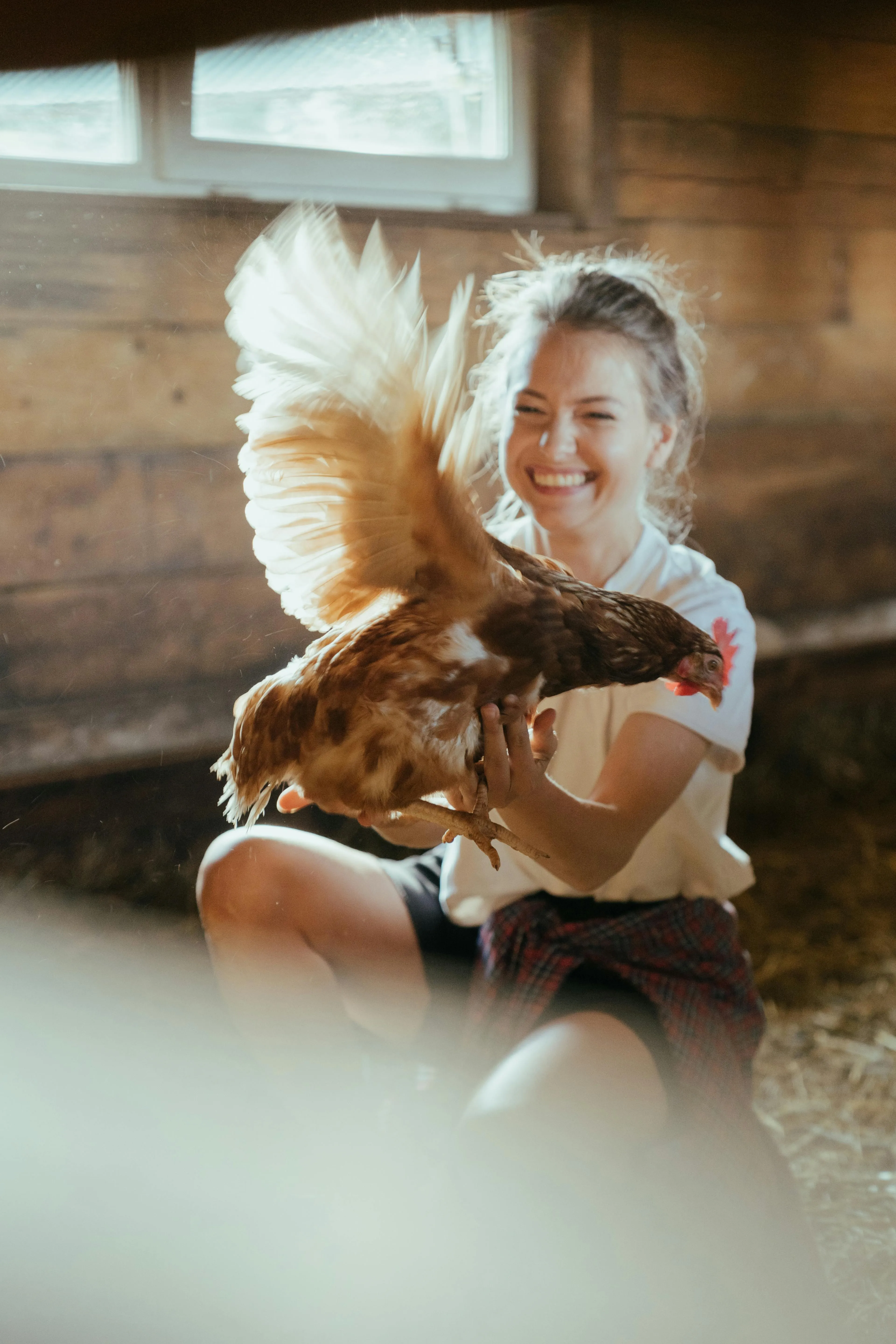 Smiling woman holding a brown chicken with wings flapping indoors in a wooden barn.