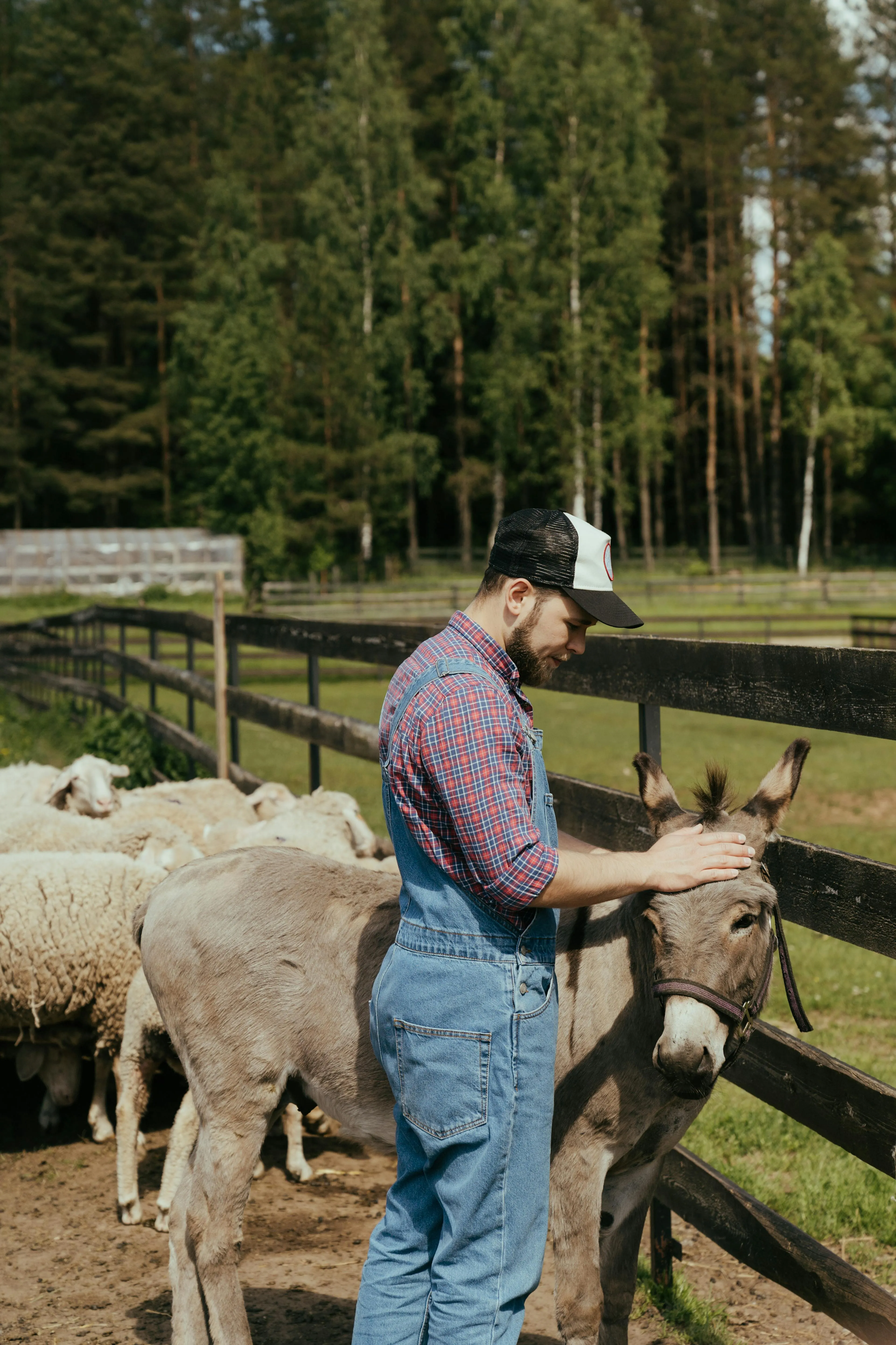 Young man in denim overalls gently petting a donkey near a wooden fence with sheep in the background.