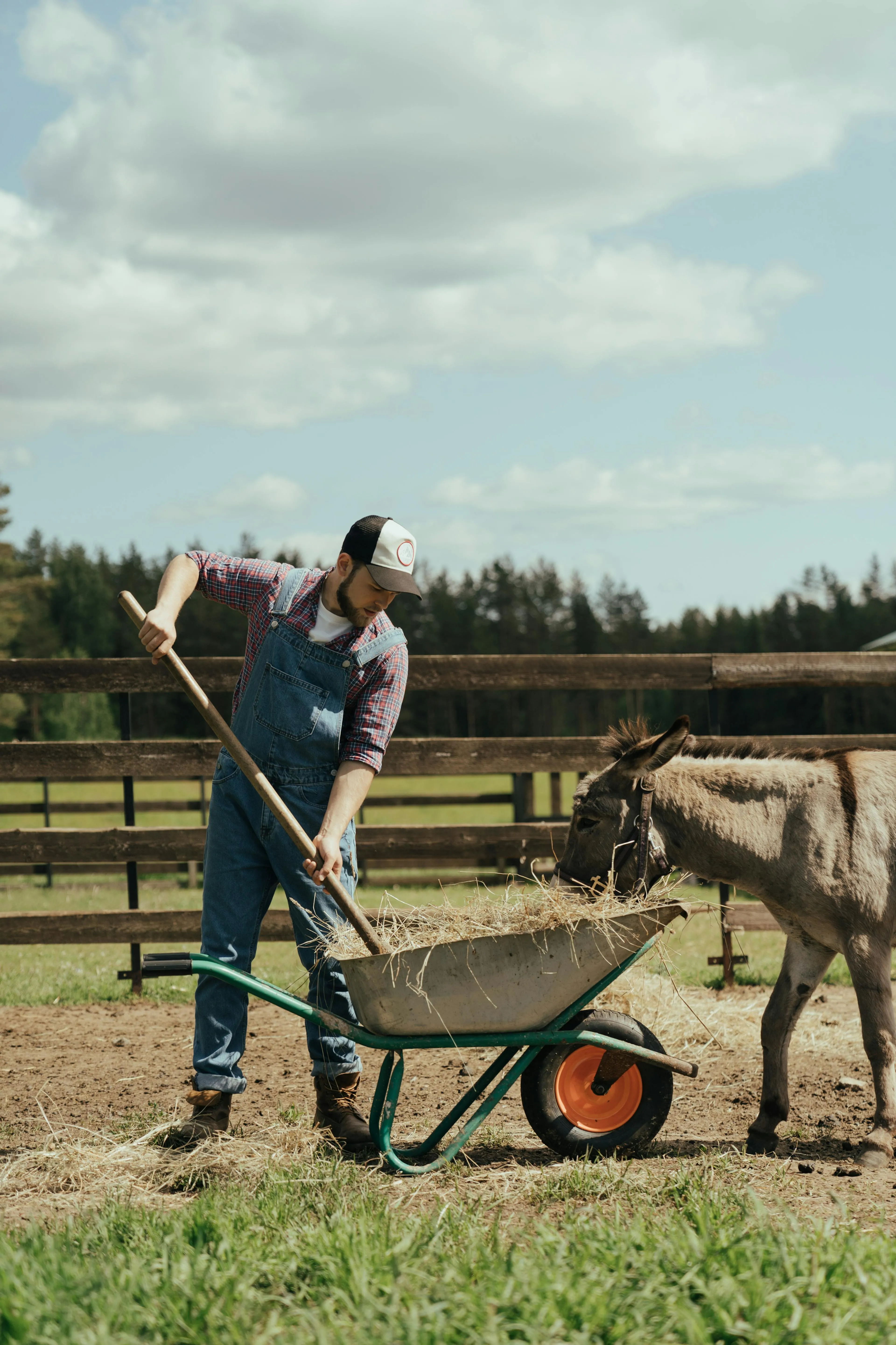 Man in overalls and cap feeding hay to a donkey from a wheelbarrow on a farm.