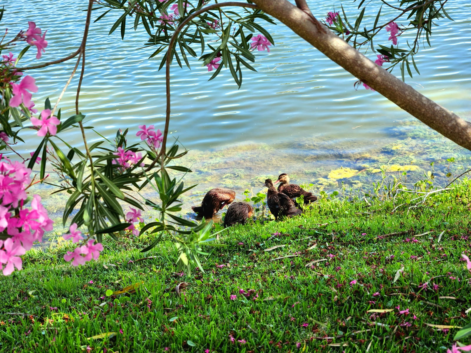 Lake