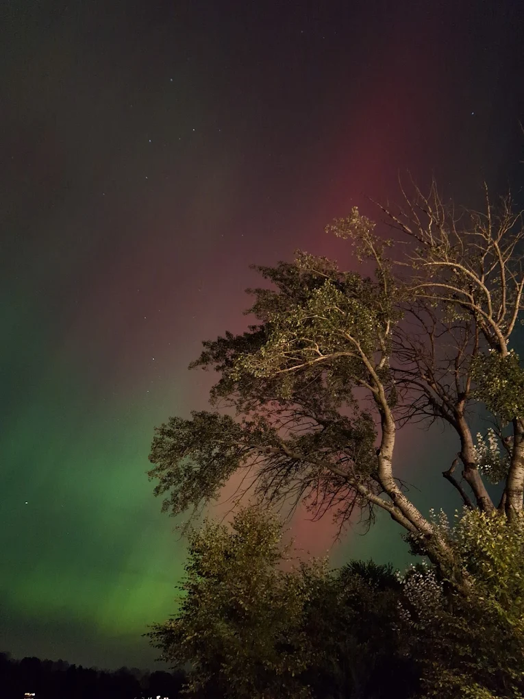 Northern lights in green and red hues shining in the night sky above trees.