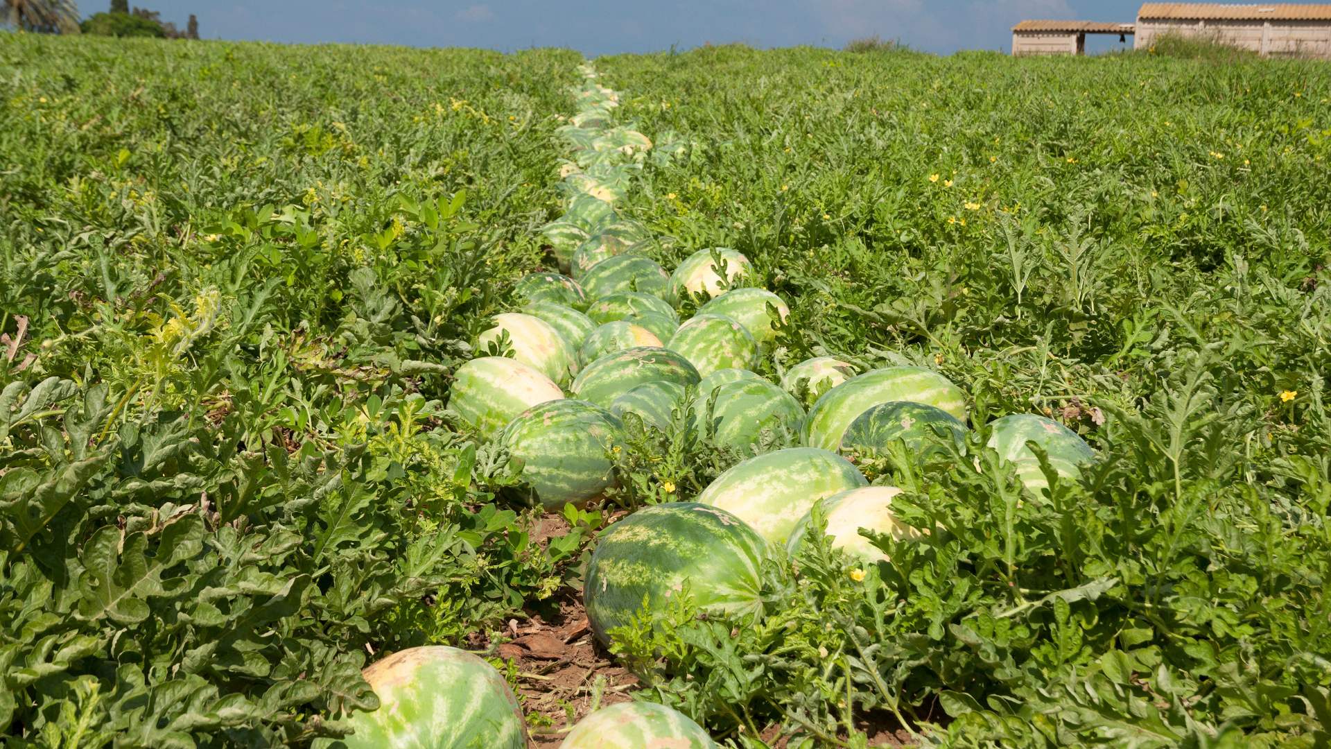 Watermelon harvest