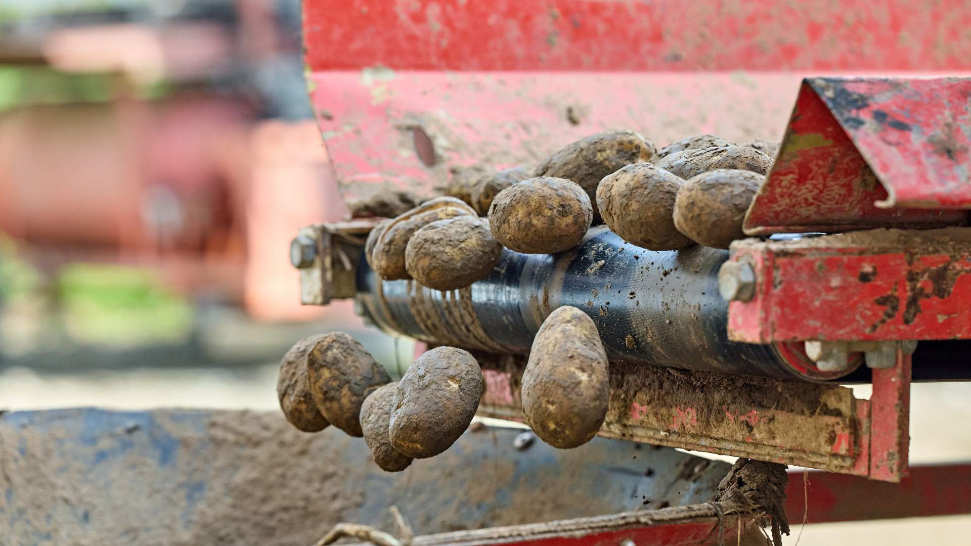 Pacific Northwest potato harvest