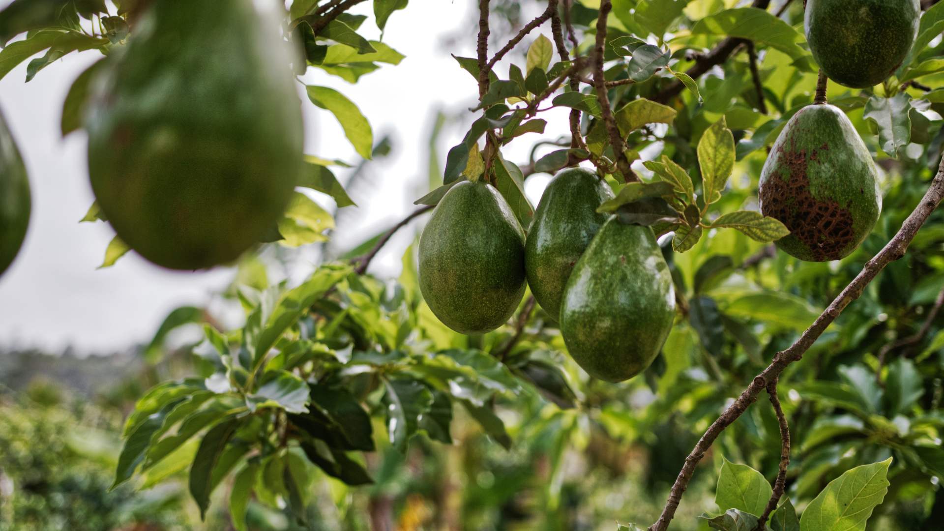 Cross-border avocados