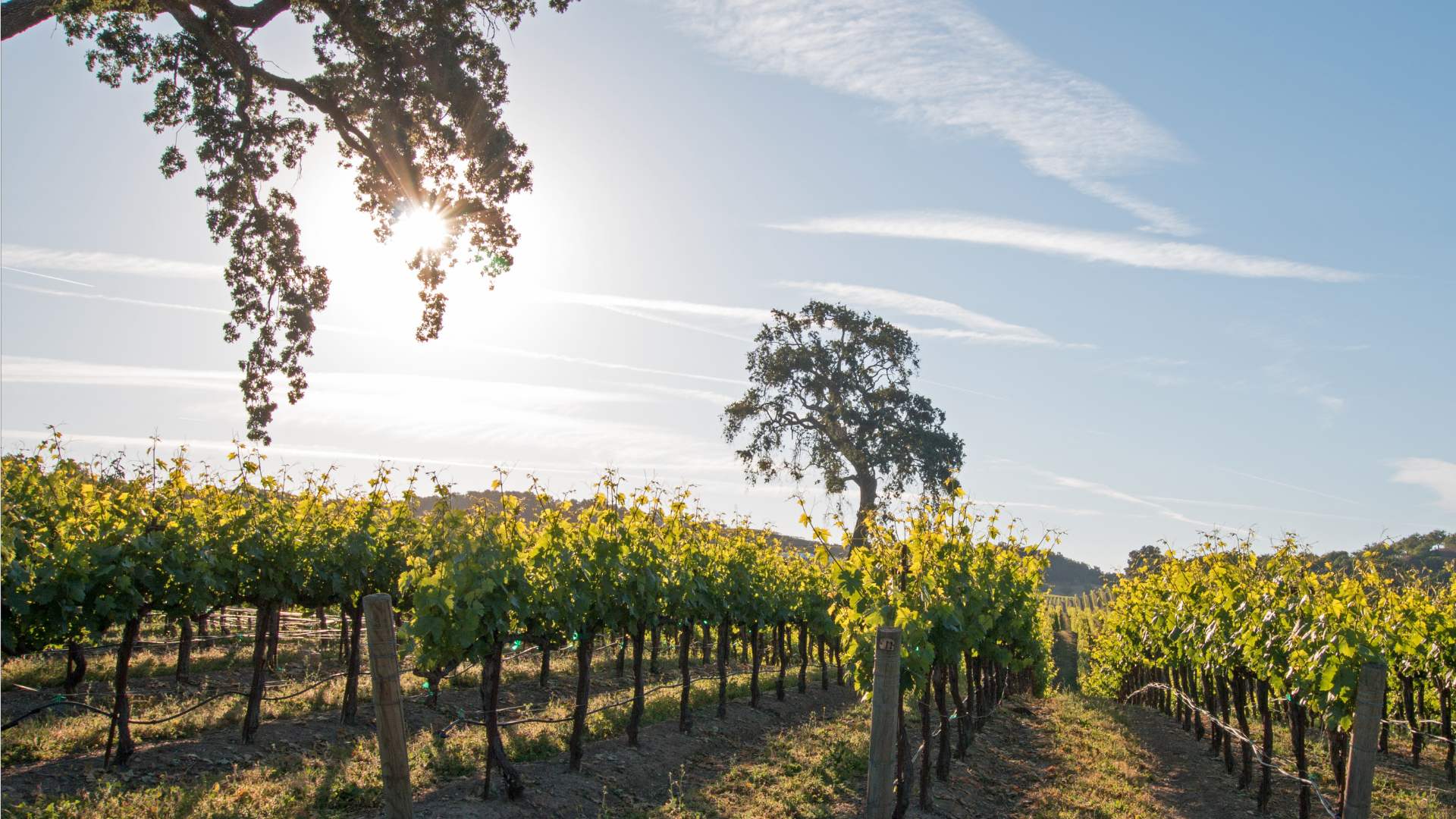 California table grapes