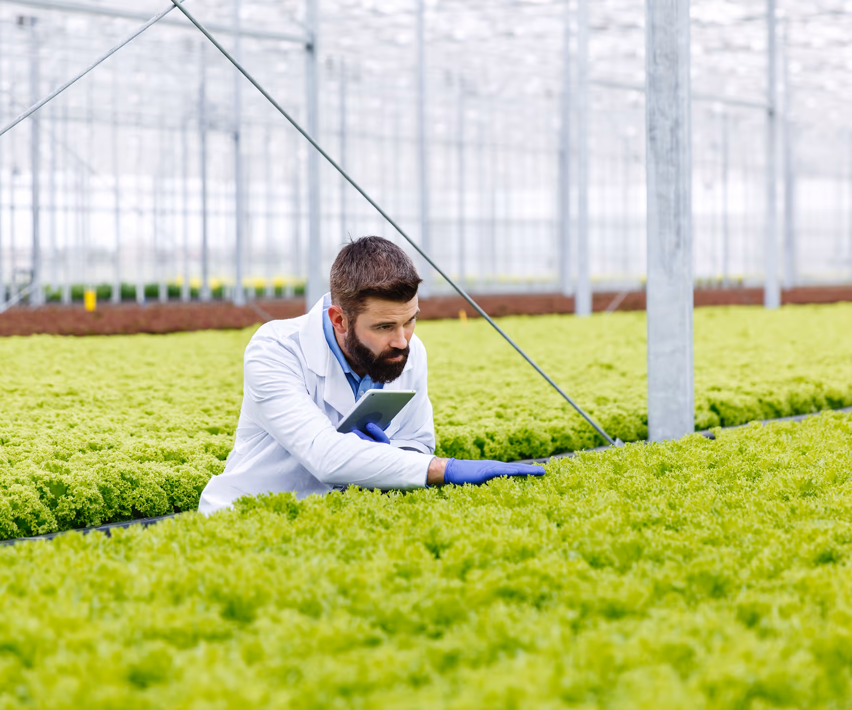 Scientist using a tablet to monitor hydroponic lettuce growth in a greenhouse.