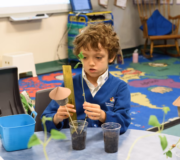 Young boy wearing a blue school sweater in a classroom measuring a small plant seedling in a clear cup with a ruler.