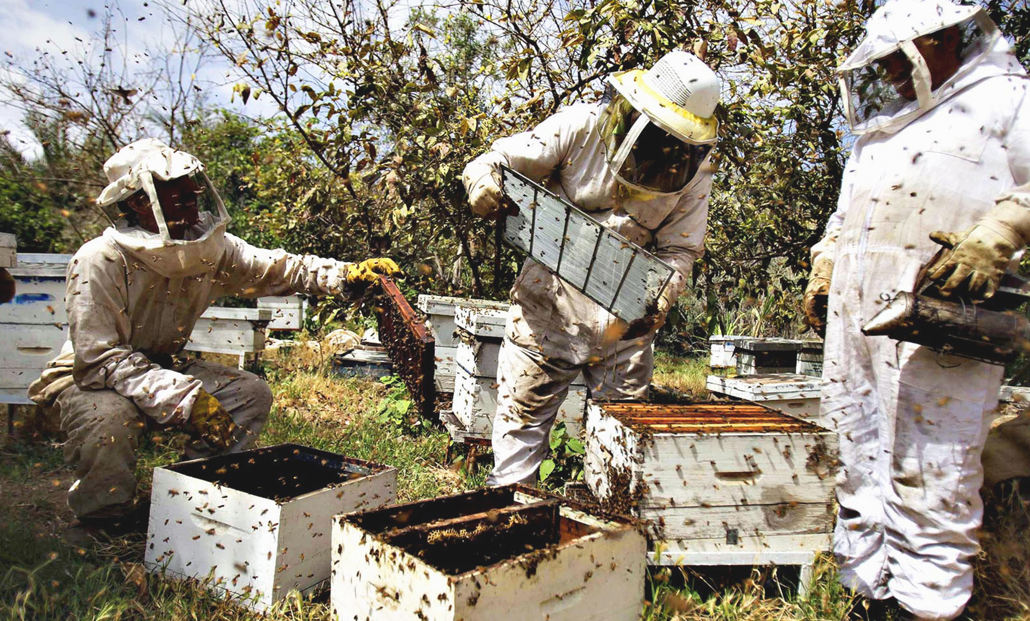 HoneyBees911 t-shirt