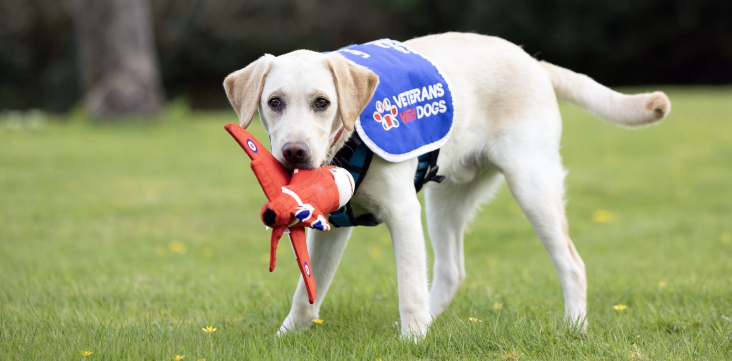 Thank you Veterans With Dogs