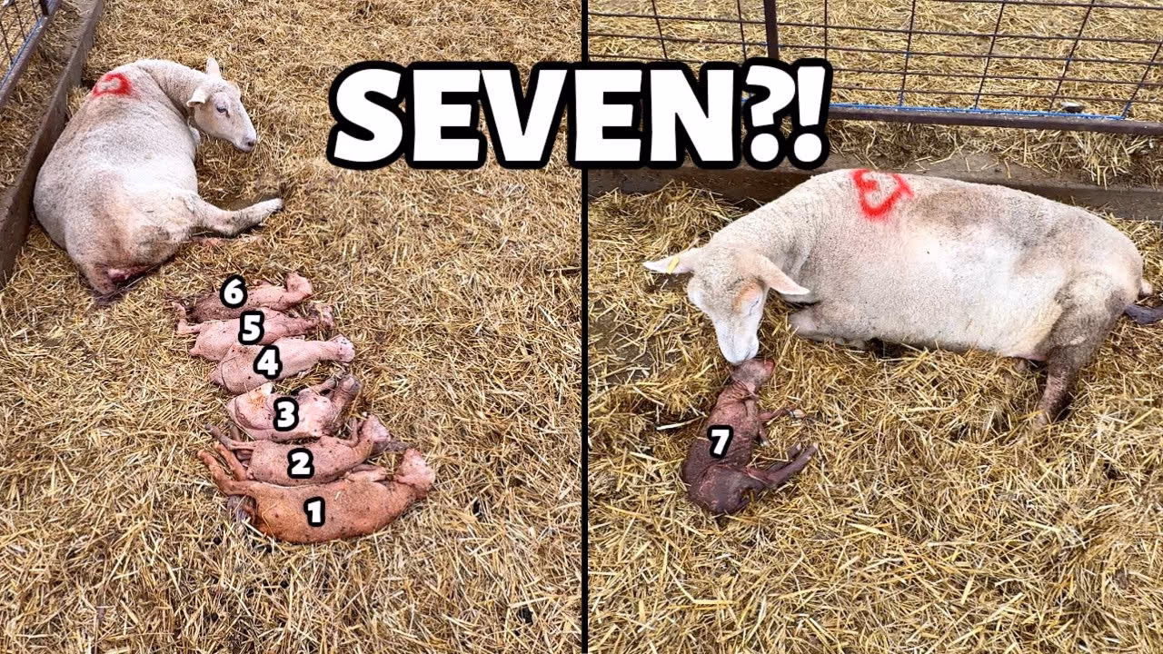 Sheep lying on straw next to seven newborn lambs numbered 1 through 7, with text 'SEVEN?!' above.