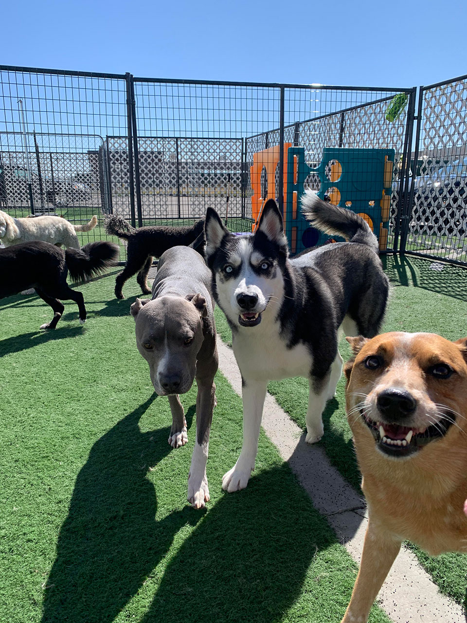 Three dogs standing on artificial grass inside a fenced play area under a clear blue sky.