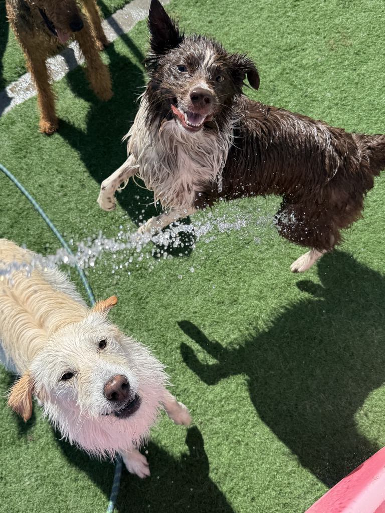 Three wet dogs playing on green artificial grass, with water spraying from a hose.
