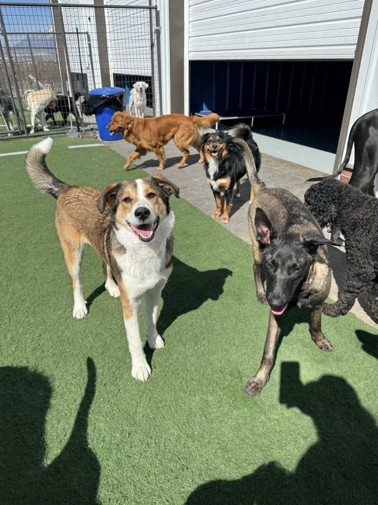 Several dogs of various breeds play outside on green artificial grass near a fenced area and a white building on a sunny day.