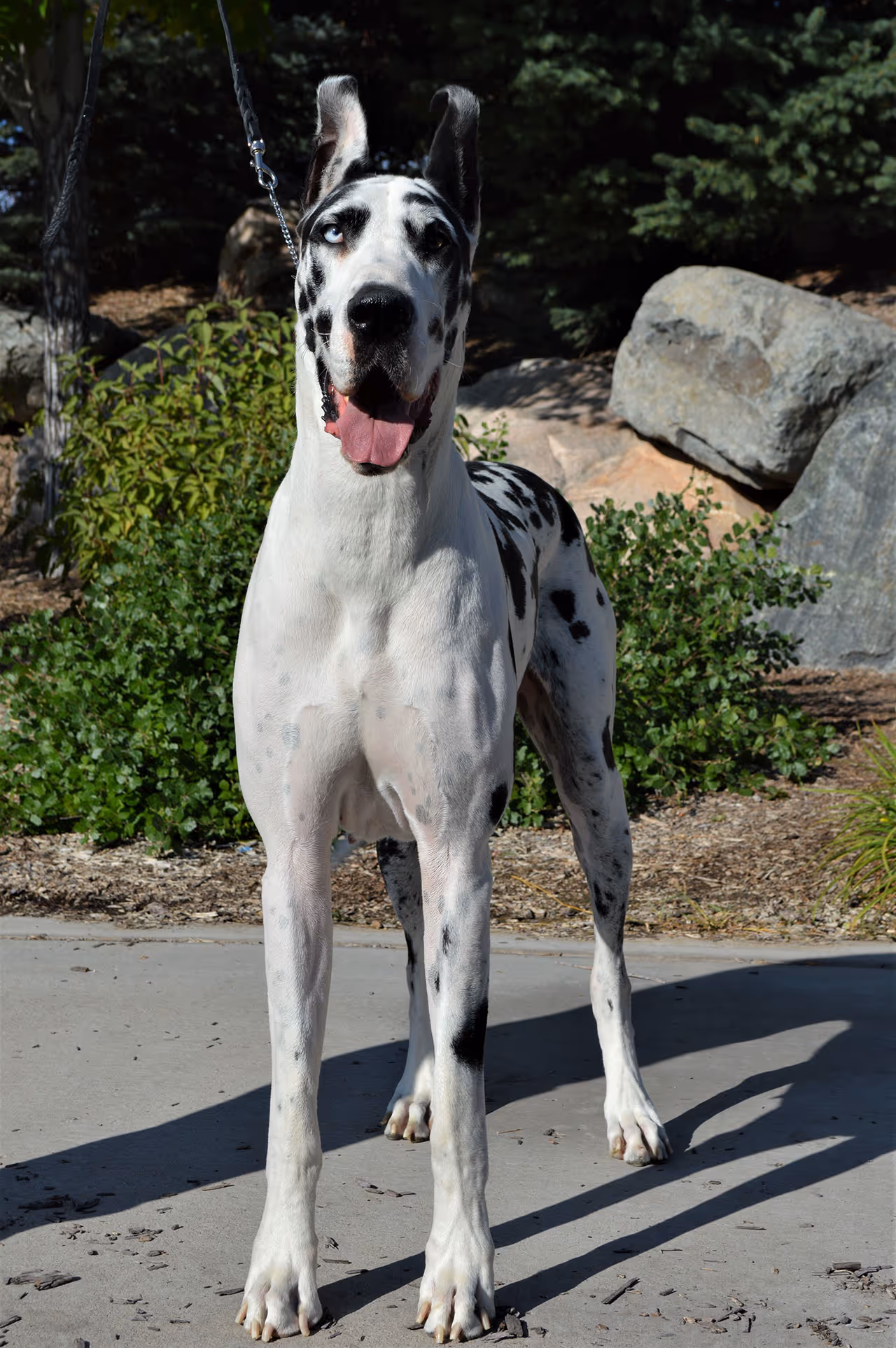 image of animal adoption event