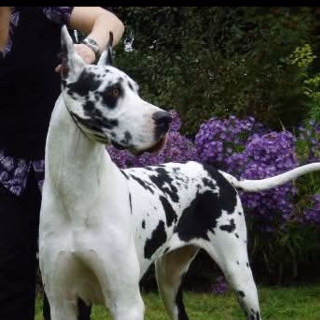image of a dog being washed by a groomer
