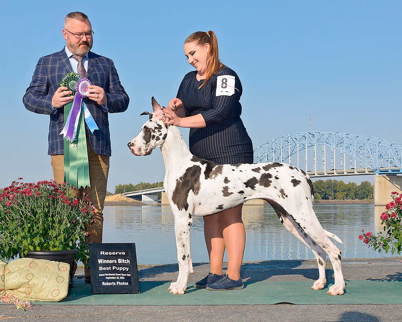 Woman presenting a harlequin Great Dane dog with a judge holding ribbons and a sign reading Reserve Winners Bitch Best Puppy at a dog show by a river and bridge.