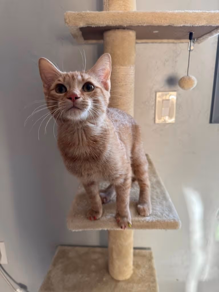 Light brown tabby cat with colorful painted claws standing on a beige carpeted cat tree platform.