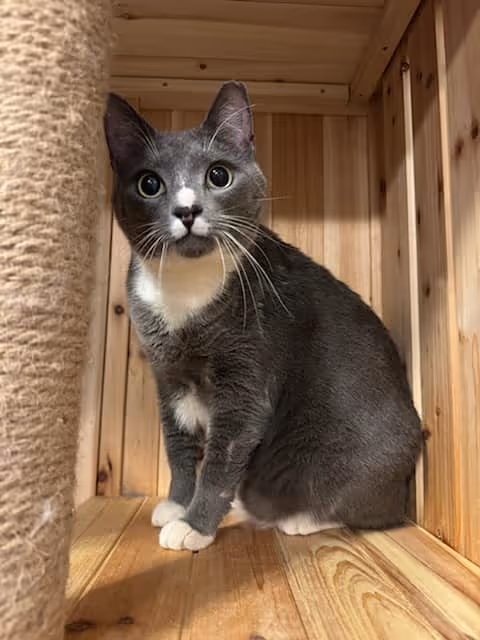 Gray and white cat sitting inside a wooden enclosure next to a sisal scratching post.