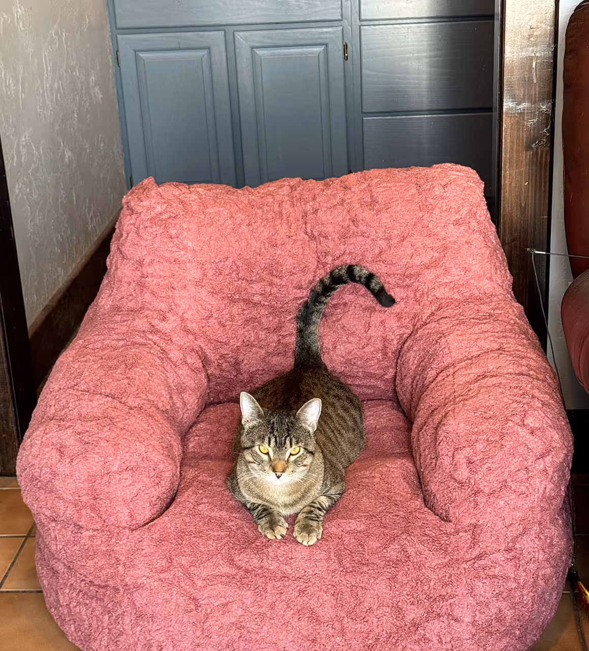 image of a dog being groomed