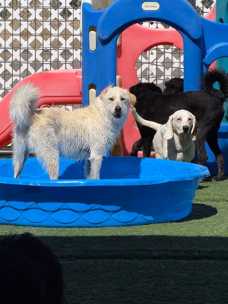 Three dogs playing near a blue plastic kiddie pool and colorful playground equipment on artificial grass.