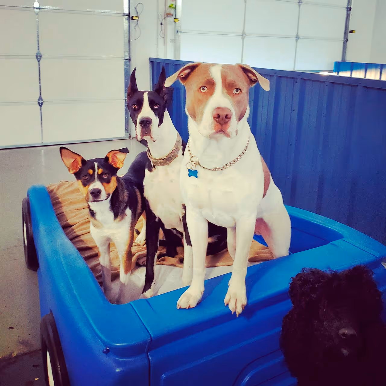 Four dogs, including a white and brown pit bull, a black and white dog, a tri-colored dog, and a black poodle, sitting in a blue plastic wagon indoors.
