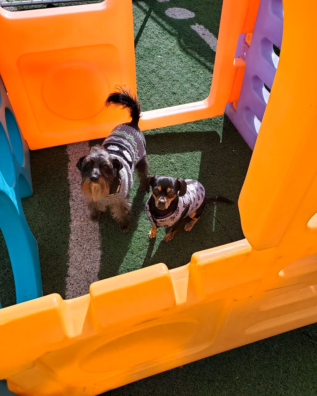 Two small dogs wearing sweaters standing on artificial grass inside a colorful plastic playpen.