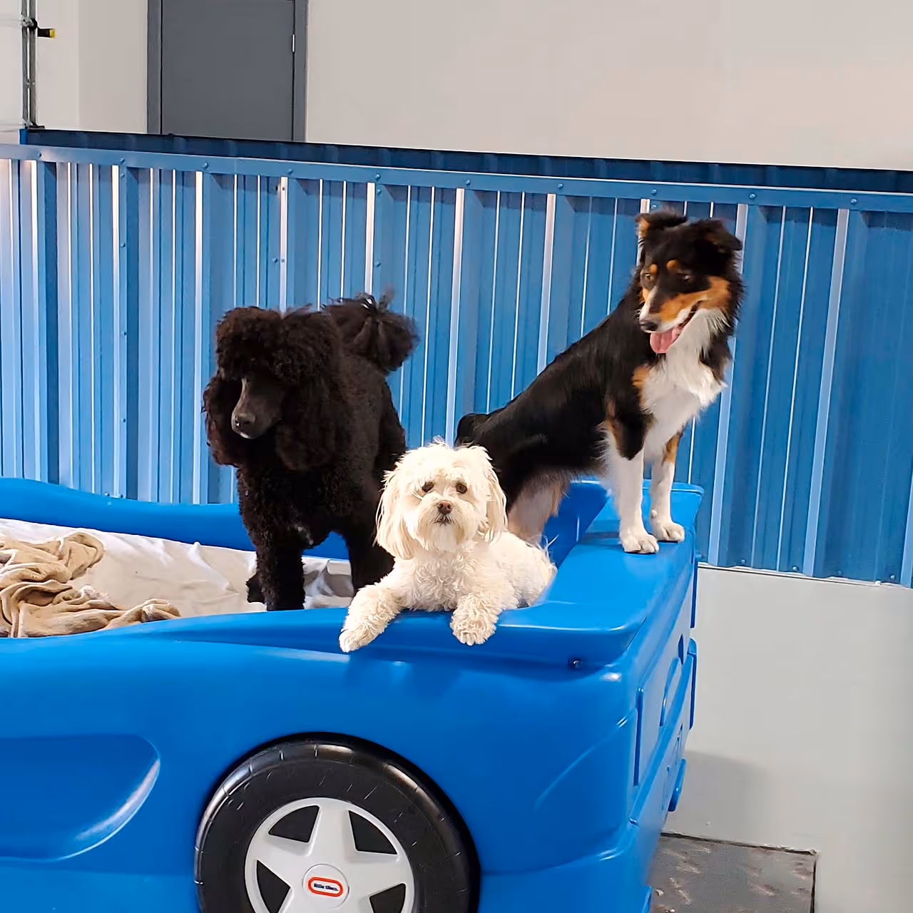 Three dogs—a black poodle, a small white fluffy dog, and a black and brown dog—resting and standing on a blue plastic play structure indoors.