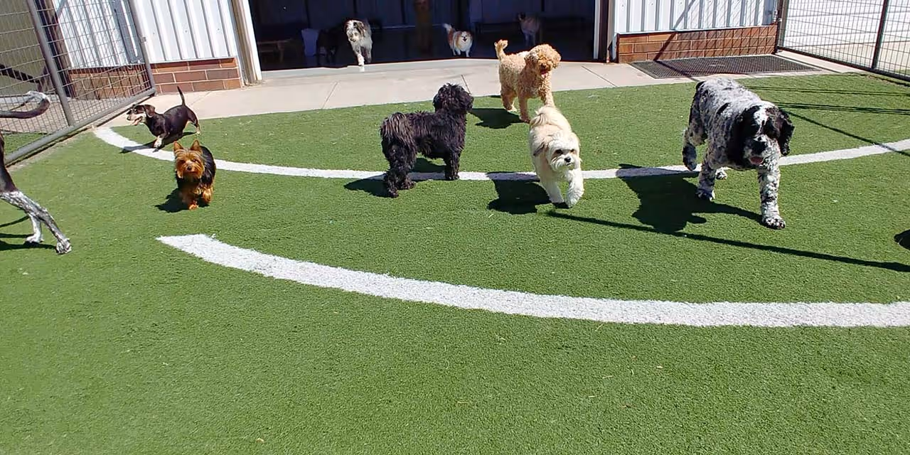 image of animal adoption event