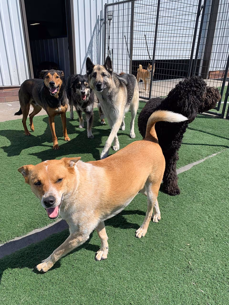 Group of six dogs standing on green artificial turf outside a building with a metal fence.