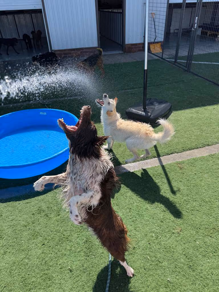 Two dogs playing outside on artificial grass with water spraying from a hose near a blue plastic kiddie pool.