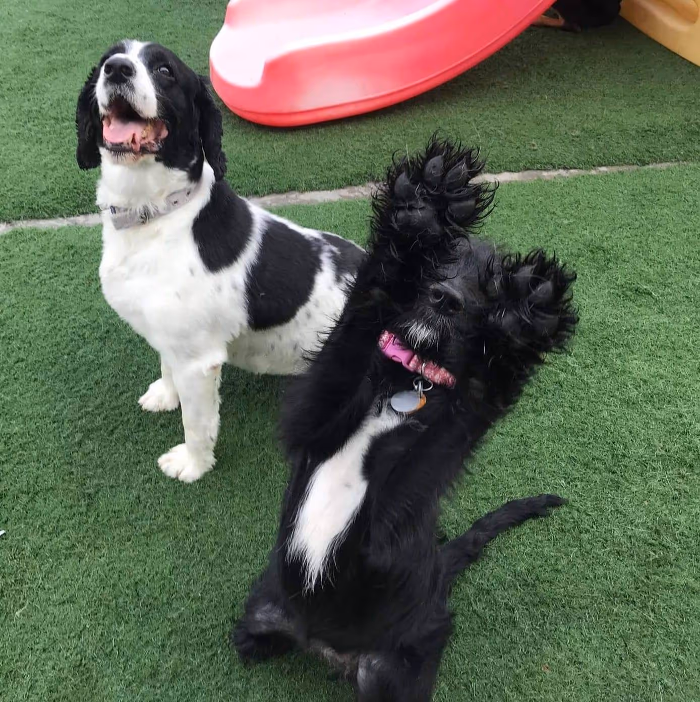 Two dogs on green grass, one black and white sitting and one black dog with pink collar lying on its back with paws raised.