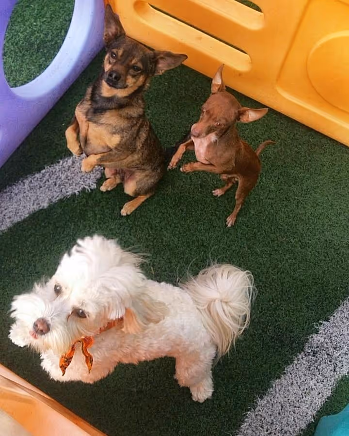 Three small dogs on green artificial turf near colorful playground equipment, two sitting up with paws raised and one standing.
