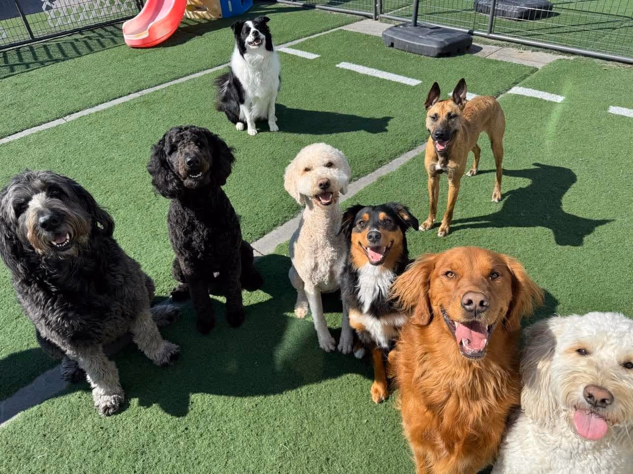 image of a dog being groomed