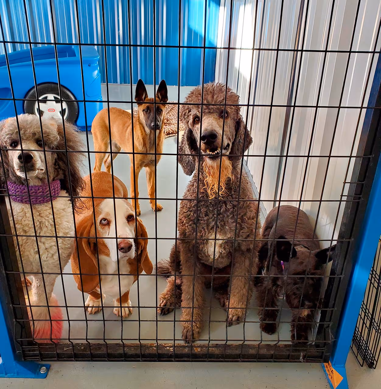 Five dogs of different breeds behind a black metal fence in an indoor kennel with blue walls.