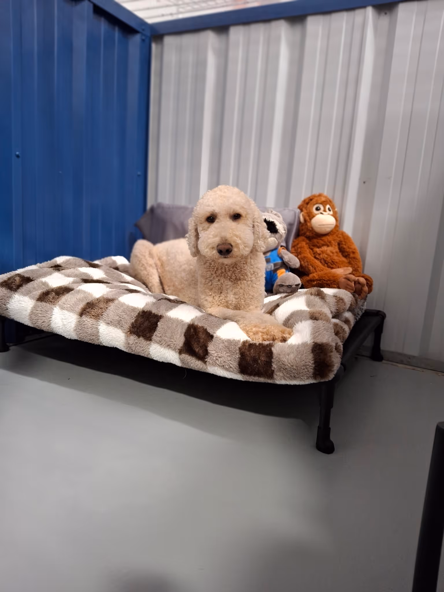 Light-colored curly dog lying on a raised bed with a brown and white checkered blanket and two stuffed animals behind it.